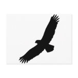 black flying eagle postcard