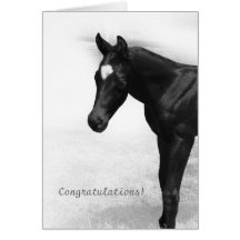 Black Foal Greeting Card