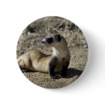 Black-Footed Ferret (captive) Button