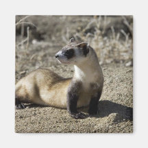 Black-Footed Ferret (captive) Magnet