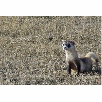 Black-Footed Ferret Cut Out by animalpark