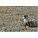 Black-Footed Ferret photo sculptures