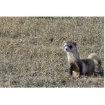 Black-Footed Ferret photo sculptures