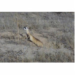 Black-Footed Ferret Acrylic Cut Outs