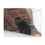 Black foster kitty post card