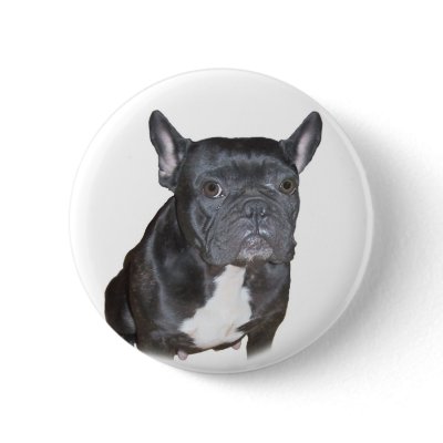 Black French Bulldog button by photobippy