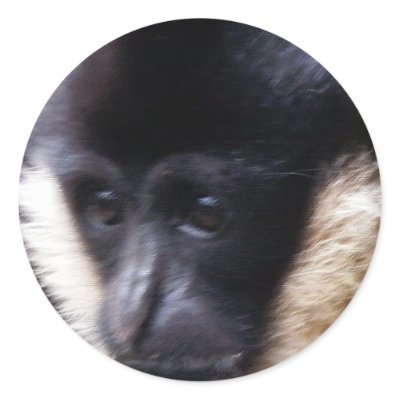 Black Gibbon Ape Face Closeup Pastel by angela65