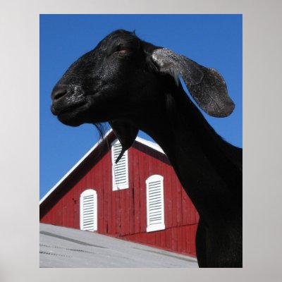 Black goat and red barn print by graphman47