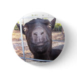 Black goat big yellow eyes nose first view pinback buttons