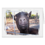Black goat big yellow eyes nose first view card