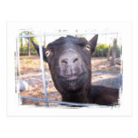 Black goat big yellow eyes nose first view post card