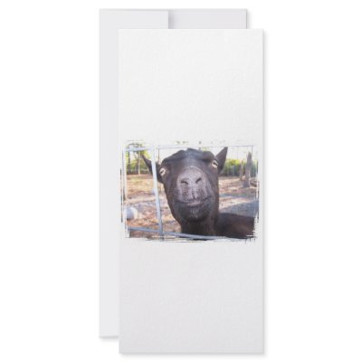 Black goat big yellow eyes nose first view customized rack card by SusansZooCrew