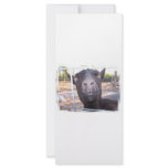 Black goat big yellow eyes nose first view rack cards