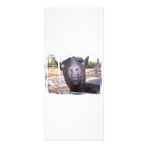 Black goat big yellow eyes nose first view customized rack card