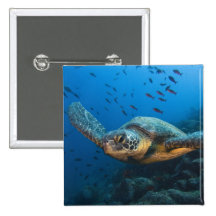 Black (Green) Turtle (Chelonia agassizi) off Button