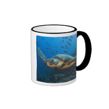 Black (Green) Turtle (Chelonia agassizi) off Mug