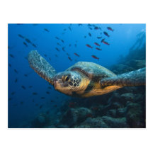 Black (Green) Turtle (Chelonia agassizi) off Post Card