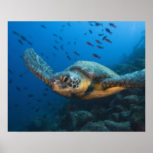 Black (Green) Turtle (Chelonia agassizi) off Posters
