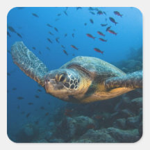 Black (Green) Turtle (Chelonia agassizi) off Square Sticker