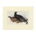 Black Grouse postcards