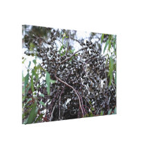 Black Gum nuts with its branches Gallery Wrap Canvas