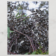 Black Gum nuts with its branches Custom Flyer
