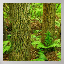 Black Gum Swamp Old Growth Poster