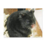 Black Hamster Postcard