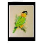 Black Headed Caique Cards