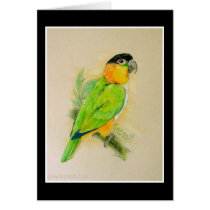 Black Headed Caique