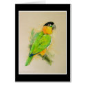 Black Headed Caique cards