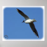 Black-headed Gull 8R32D-04 posters