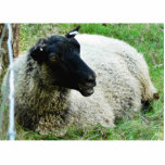 Black Headed Sheep On Grass photo sculptures