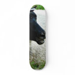 Black Headed Sheep On Grass skateboards