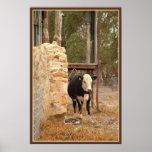 black holstein cow print with border