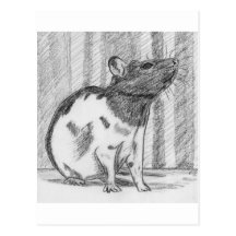 Black Hooded Fancy Rat Postcards