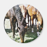 Black Horse Fridge Magnets