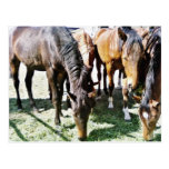 Black Horse Postcard