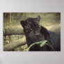 Black_jaguar art posters