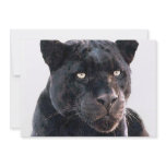 Black Jaguar Invitation
