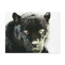 Black Jaguar Panther Postcards