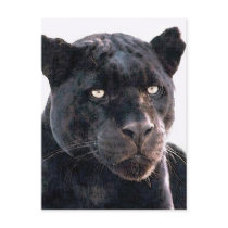 Black Jaguar Post Cards