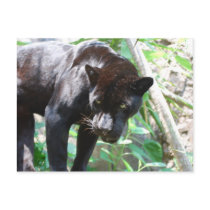 Black Jaguar Post Cards