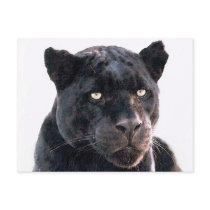 Black Jaguar Postcards