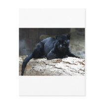 Black Jaguar Post Card