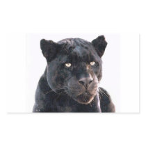 Black Jaguar Rectangle Stickers