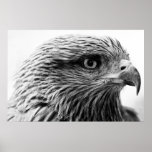 Black-Kite Print