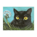 Black kitty