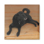 Black Lab and Dead Lizard Gift - Ranch Dog Lover Magnet