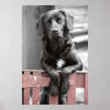 Black Lab at the Brown Gate Poster Print